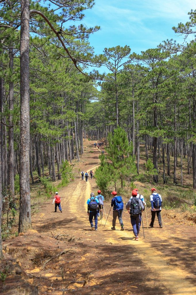 Randonneurs dans une route forestière